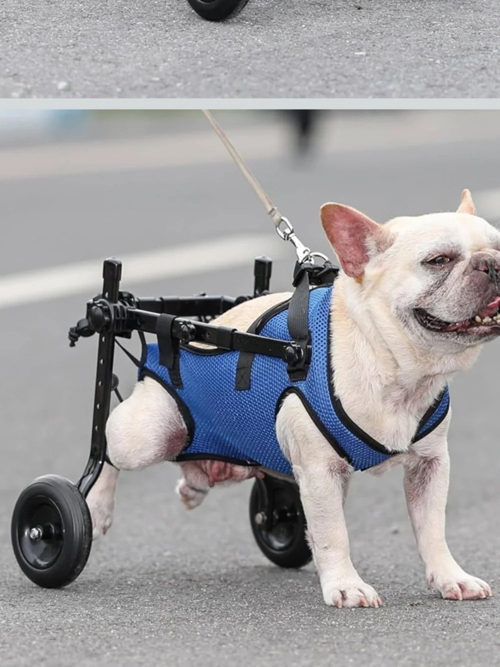 Adjustable Small Dog Wheelchair - Mobility Aid for Disabled Pets,x-Small Dog